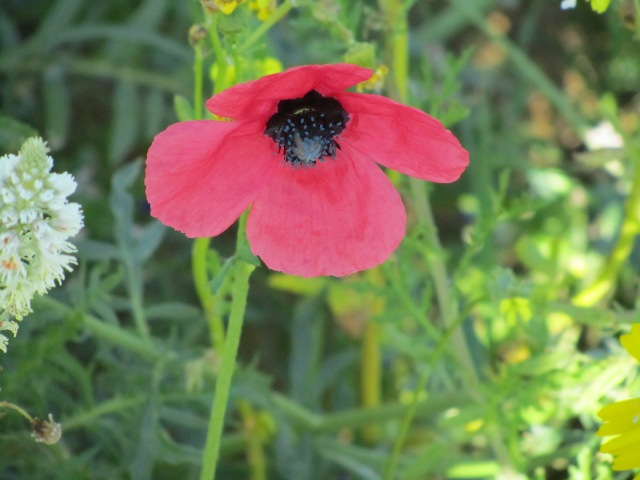 Papaver argemone.JPG