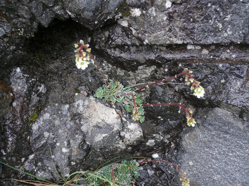 saxifraga.jpg