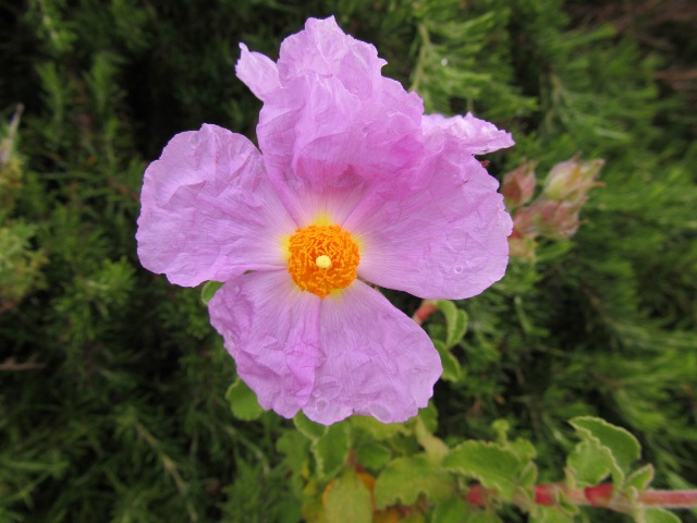 Cistus creticus (ou heterophyllus).JPG
