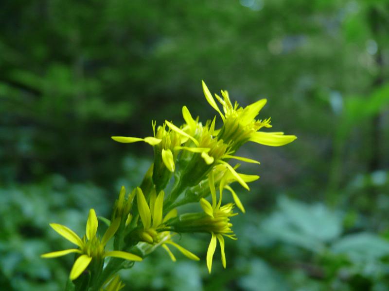 asteracées.jpg