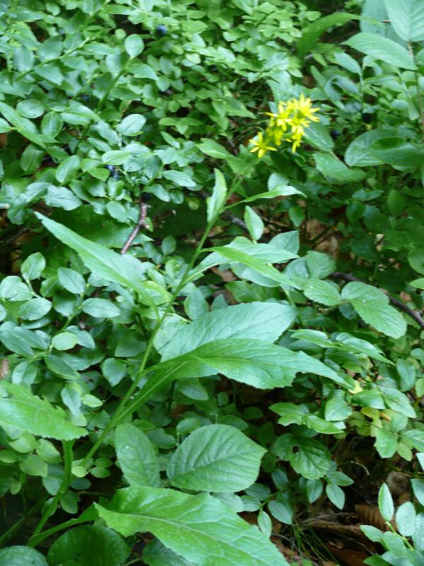 asteracées feuilles .jpg