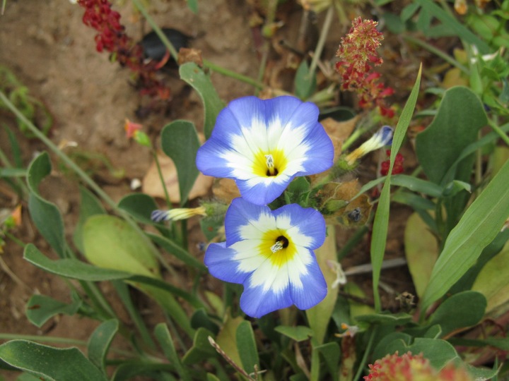 Convolvulus tricolor.JPG