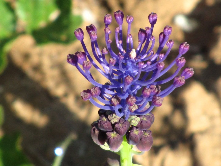 Muscari comosum.JPG