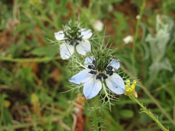 Nigella damascena.JPG