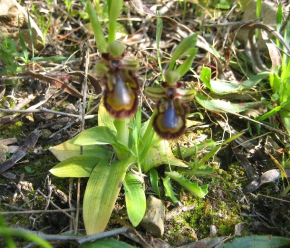 Ophrys speculum.JPG