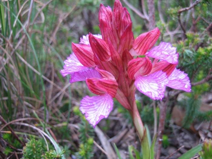Papilionacea grandiflora.JPG