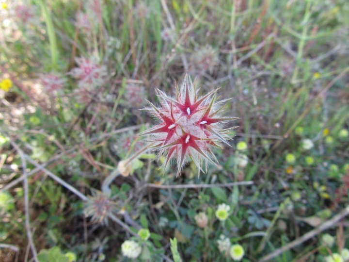 Trifolium stellatum.JPG