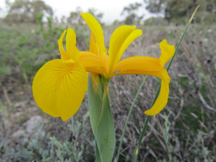 Iris juncea.JPG