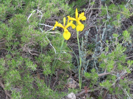 Iris juncea1.JPG