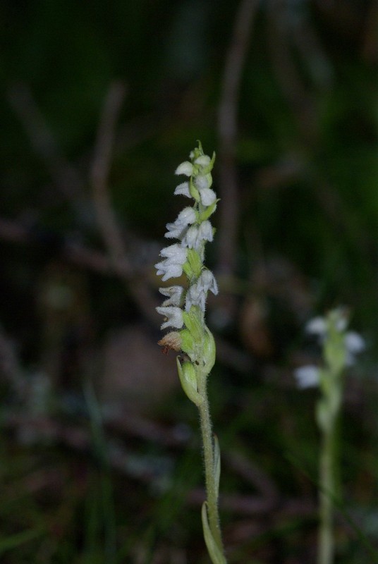 Goodyera