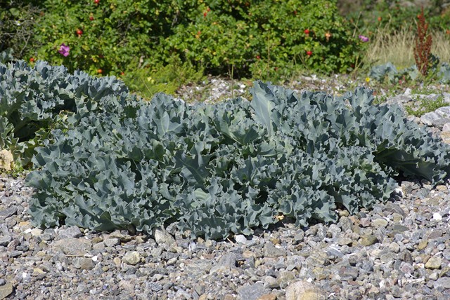 Crambe