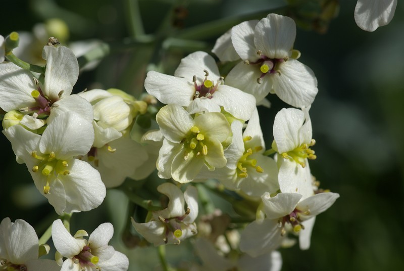 Crambe