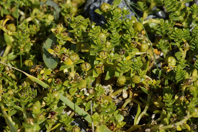 Glaux maritima (est-ce ça?)