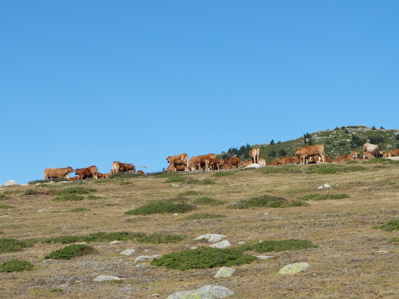 vaches.jpg