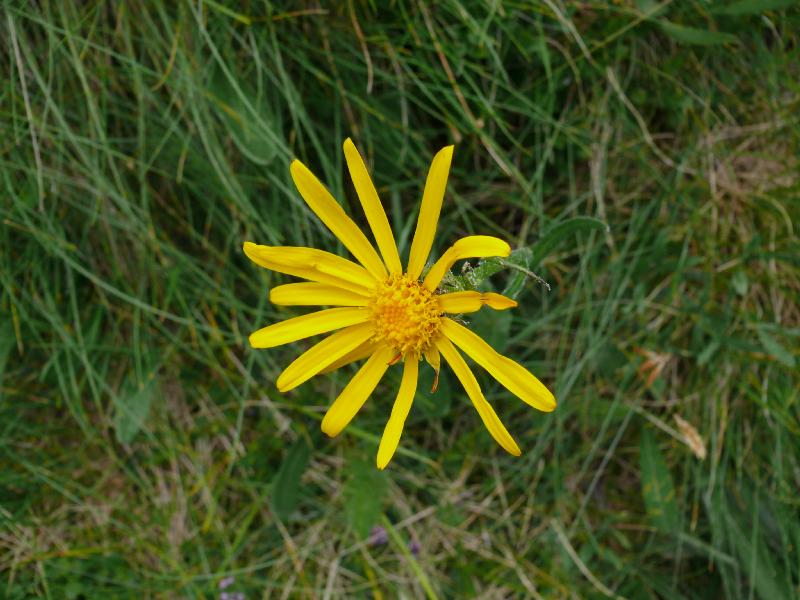 fleur 2.jpg