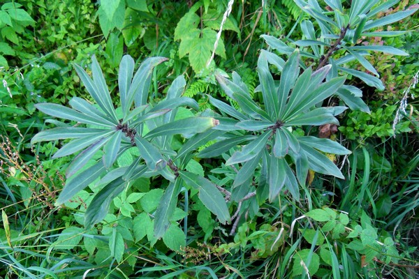 p1.jpg