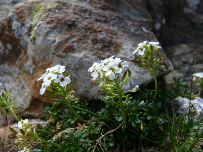 brassicacées 2.jpg