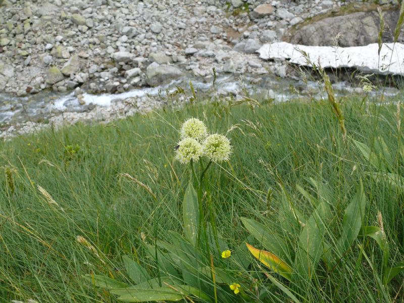 ail.jpg