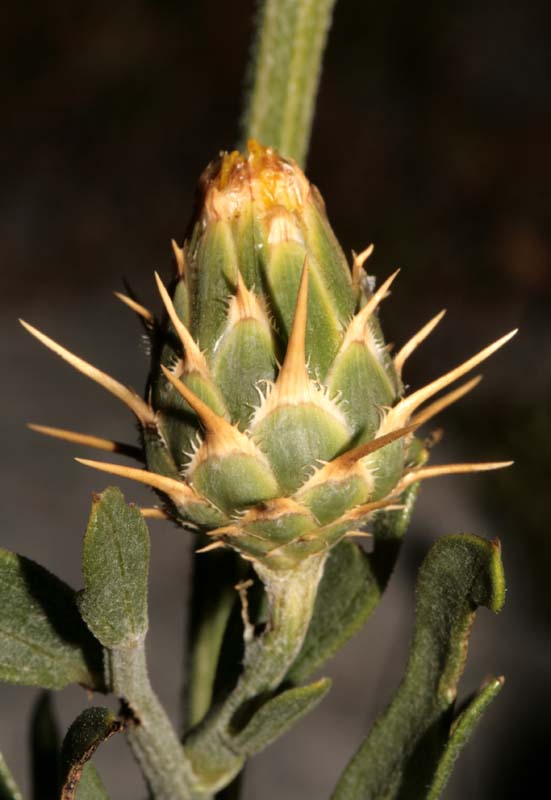Asteracées - X 1 - Croatie RED 2.jpg