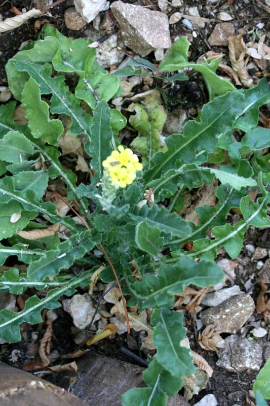 Brassicacées - X 1 () - Croatie RED 1.jpg