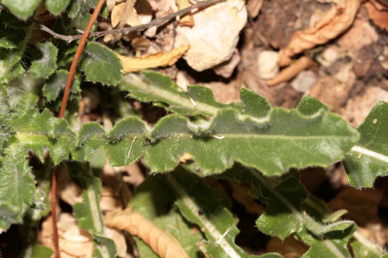 Brassicacées - X 1 () - Croatie RED 3.jpg