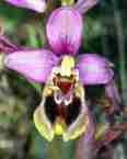ophrys  tenthredinifera_6.jpg