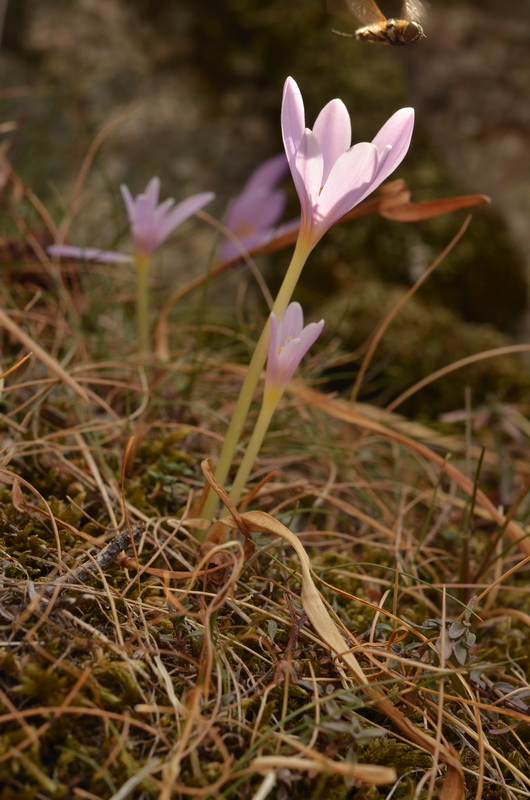 Colchicum alpinum parvulum.JPG