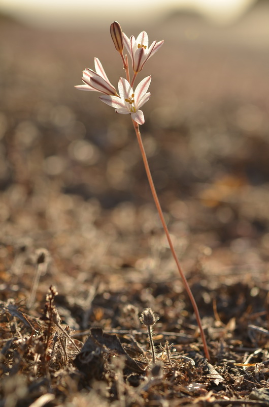 Urginea fugax (8).JPG