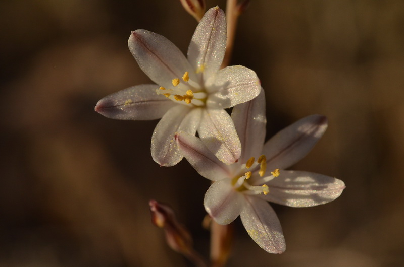 Urginea fugax (5).JPG