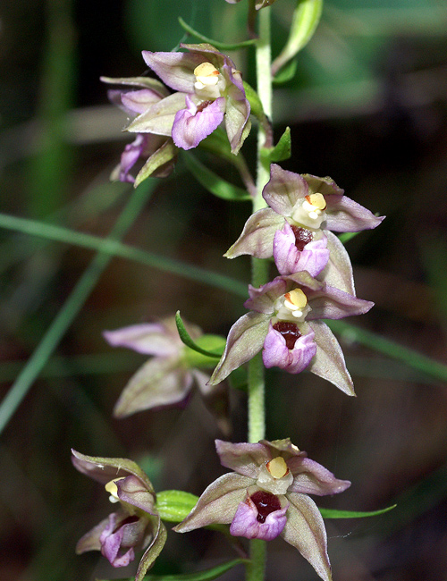 Epipactis7991-.jpg