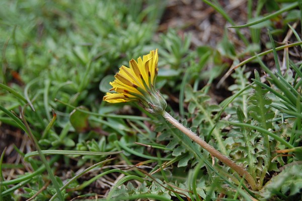 Taraxacum dissectum3 [1600x1200].JPG