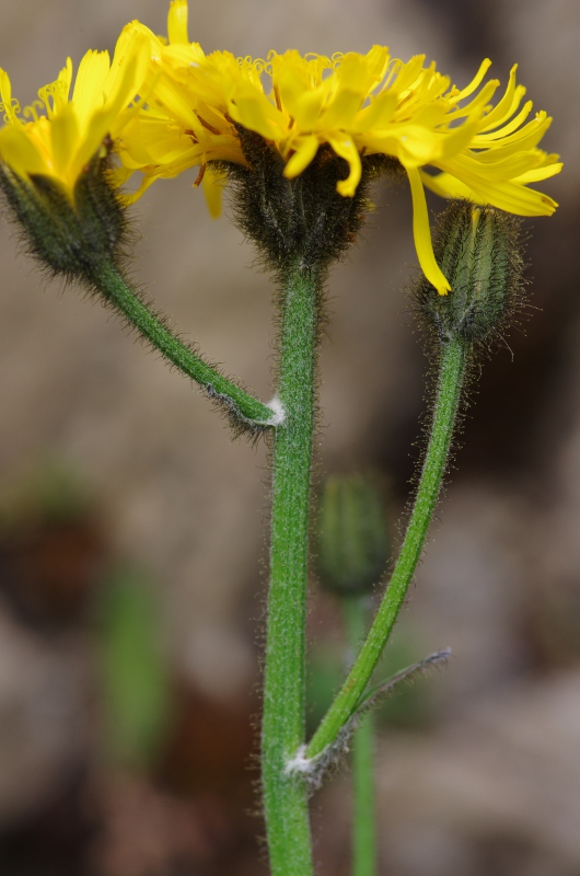 IMGP6502.JPG