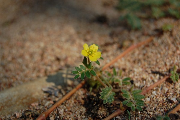 Tribulus terrestris (3) [1600x1200].JPG