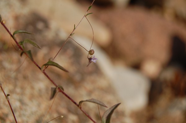 Kickxia cirrhosa2 [1600x1200].JPG