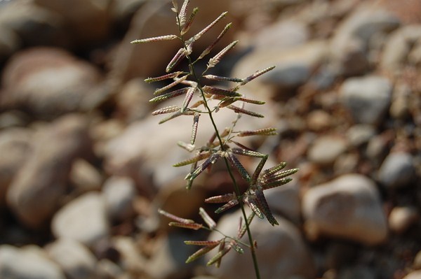 Eragrostis cilianensis2 [1600x1200].JPG