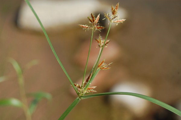 Cyperus longus longus3 [1600x1200].JPG