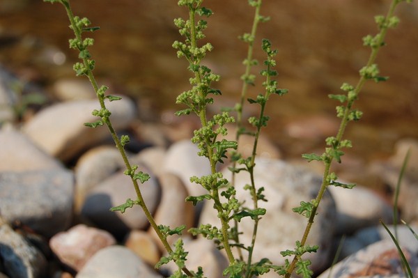 Chenopodium botrys (3) [1600x1200].JPG