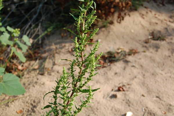Chenopodium ambrosioides (6) [1600x1200].JPG