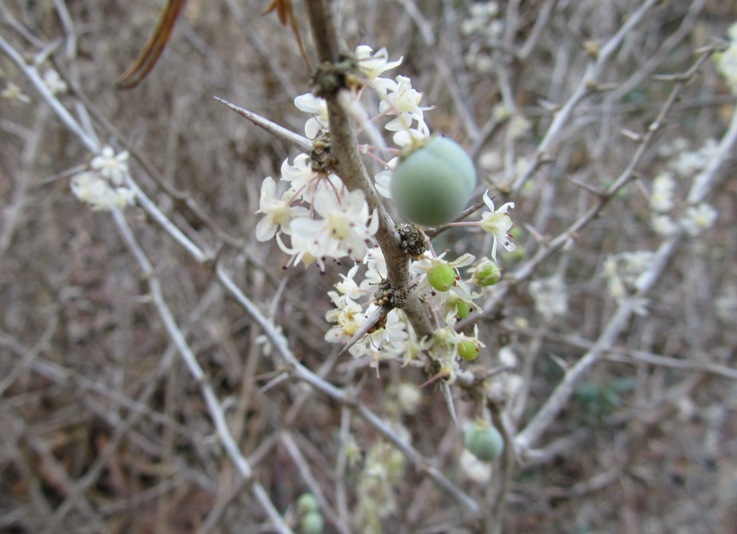 Asparagus acutifolius.jpg