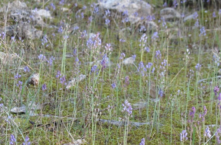 Scilla autumnalis ou obtusifolia.jpg