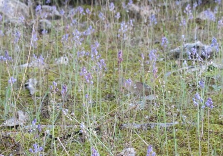 Scilla autumnalis ou obtusifolia2.jpg