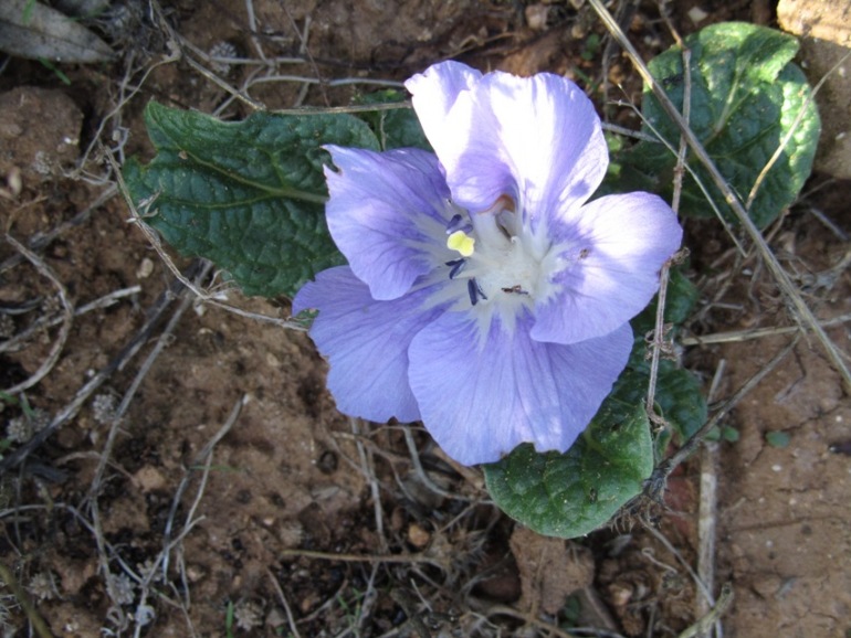 canpanula (1).jpg