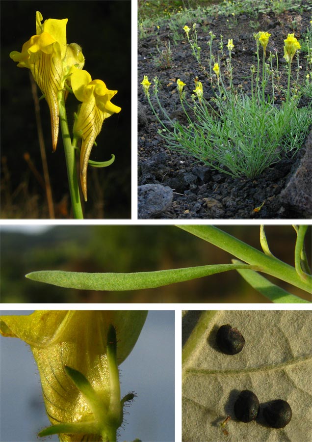 a Linaria.jpg