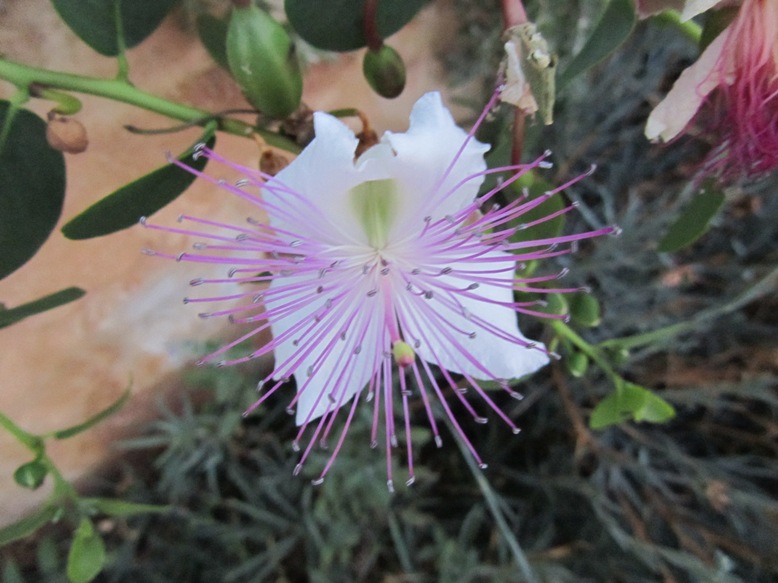 Capparis spinosa zonder doornen.jpg