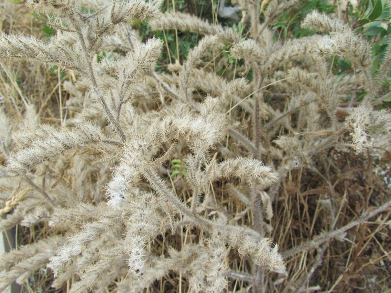 Echium (italicum) - question.jpg