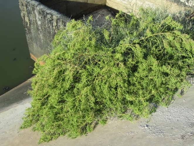 Atriplex ou Beta.jpg