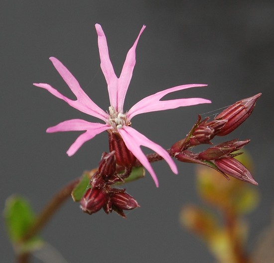 Lychnis.JPG