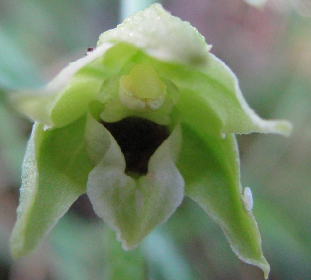 Epipactis muelleri (2).JPG