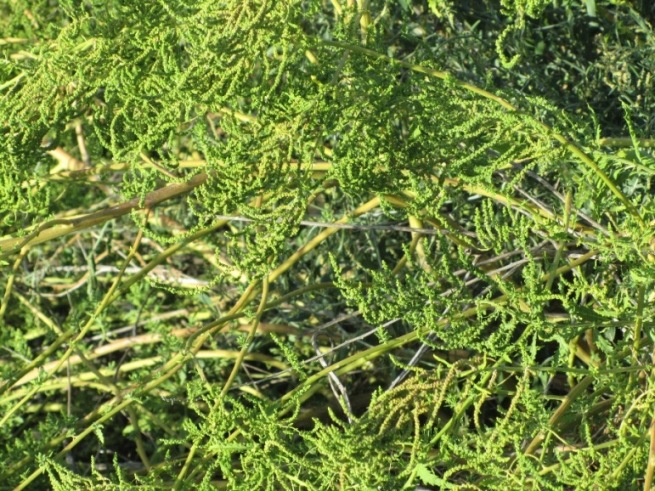 Atriplex ou Beta2.jpg