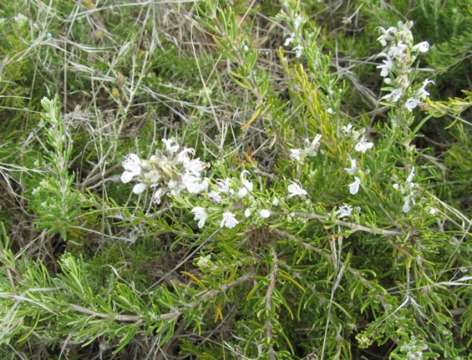 Rosmarinus officinalis.jpg